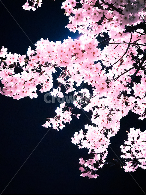 벚꽃,봄,밤,cherryblossoms,밤벚꽃,핑크색,핑크,꽃,flower,가로등,핑크색벚꽃,봄야경,새벽,새벽벚꽃,봄,계절,spring,season,야경,밤,풍경,nightscape,night,landscape,plant,식물,cherry blossom,blossom