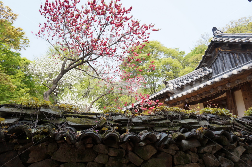 겹벚꽃,개심사,핑크,꽃,봄,풍경,봄,계절,spring,season,한국전통,한국문화,korean traditional,korean culture,식물,자연,plants,nature,꽃,flower,wall,벽