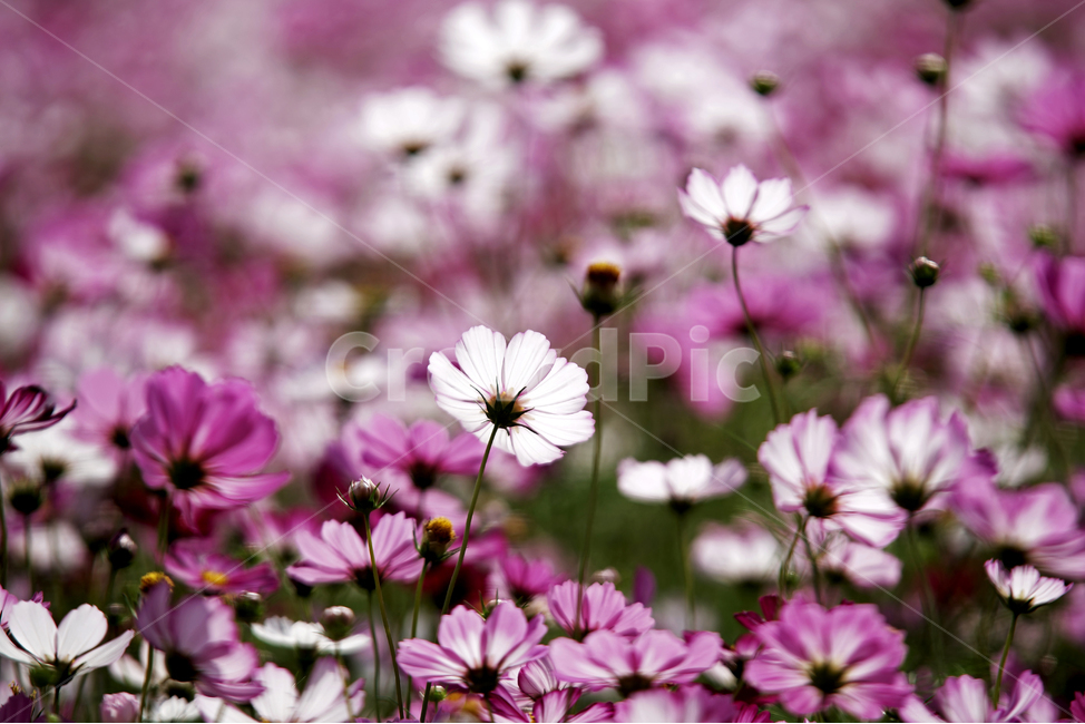 코스모스,꽃,식물,가을,계절,감성,자연,가을,계절,fall,autumn,season,식물,자연,plants,nature,꽃,flower,plant,blossom,daisy,데이지,daisies