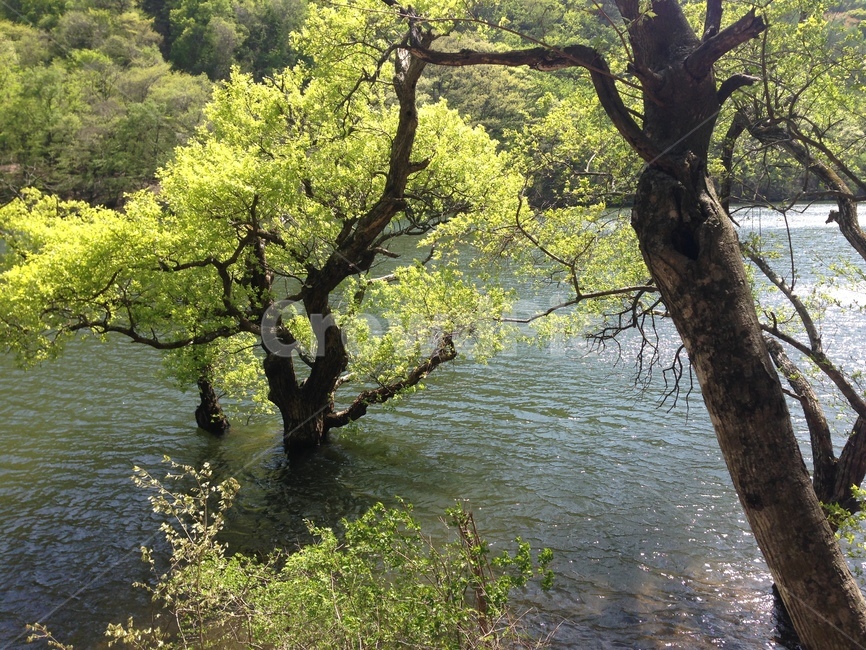 주산지,주왕산,저수지,인공저수지,왕버들,버드나무,수중,물속,청송,한국,jusanji,juwangsan,reservoir,artificialreservoir,weepingwillow,koreanweepingwillow,underwater,water,cheongsong,korea