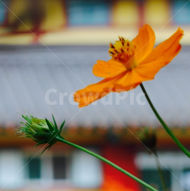 가을,어느날,주홍빛,너에게,물들다,식물,자연,plants,nature,꽃,flower