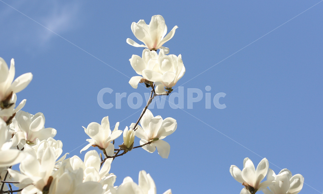 목련,꽃,하늘,개화,봄,magnolia,flower,sky,spring,primavera,식물,자연,plant,nature