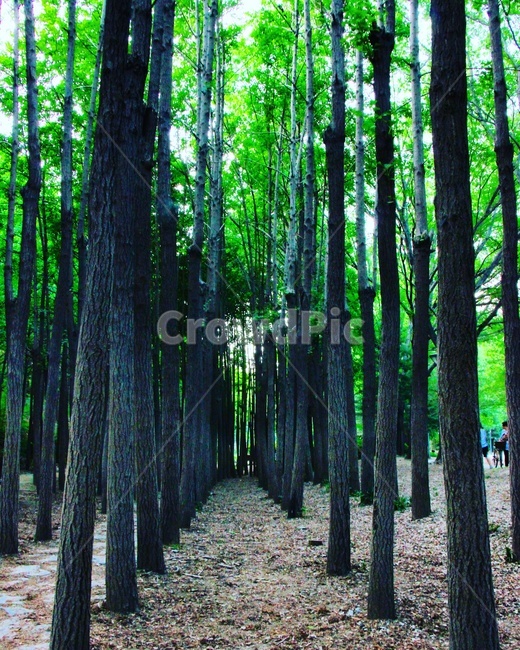 나무,숲,공원,초록,녹색,감성,감성사진,풍경,풍경사진,색감,자연,풍경,nature,landscape,식물,plants,나무,trees,wood,plant,tree