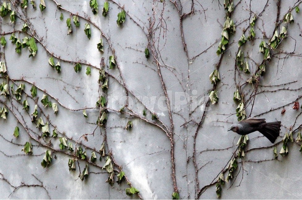 담쟁이,새,벽,탈출,변화,식물,자연,plants,nature,동물,animal,조류,새,birds
