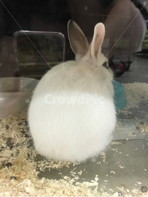 동물,토끼,rabbit,animal,cute