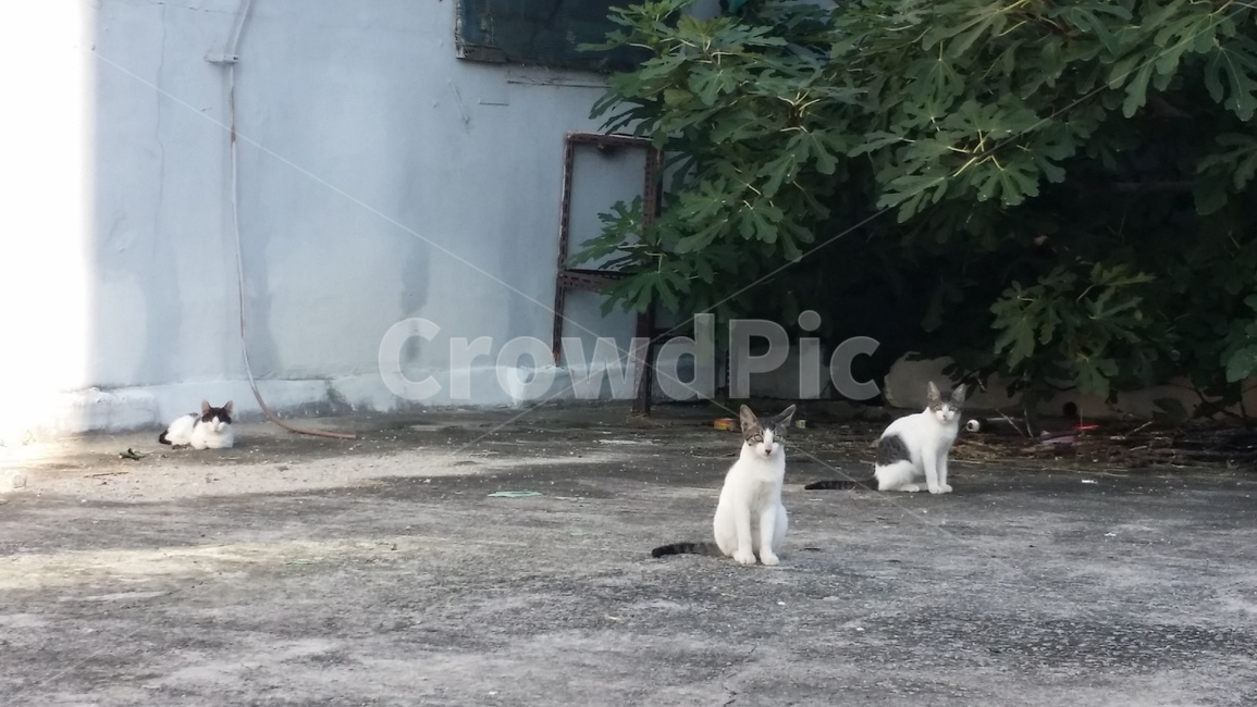 길냥이,동네고양이,고양이,거리고양이,길고양이,동물,animal,포유류,mammal,고양이,cat,kitten,kitty