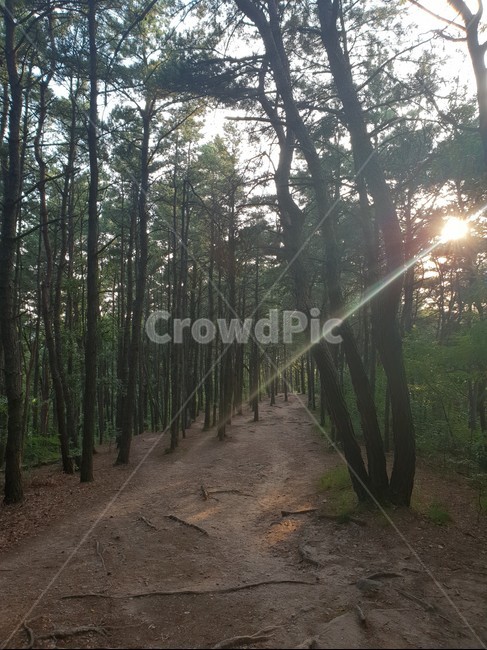 숲속,나무,햇살,힐링,산책길,산,오후,숲속길,자연,풍경,nature,landscape,flare,플레어,light,빛,vegetation,초목,plant,식물,forest,숲,woodland,삼림지,tree,land,땅,outdoors,옥외