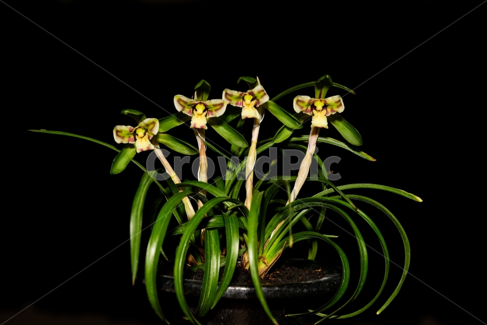 춘란,춘난,꽃,봄꽃,한국춘난,식물,난,식물,자연,plants,nature,꽃,flower,실내용화초,화분,화초,house plant