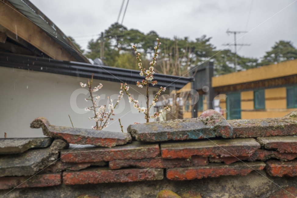 매화,봄꽃,꽃,비,봄비,담벼락,시골,마을,매동마을,지리산,시골,마을,풍경,landscape,country,rural,town