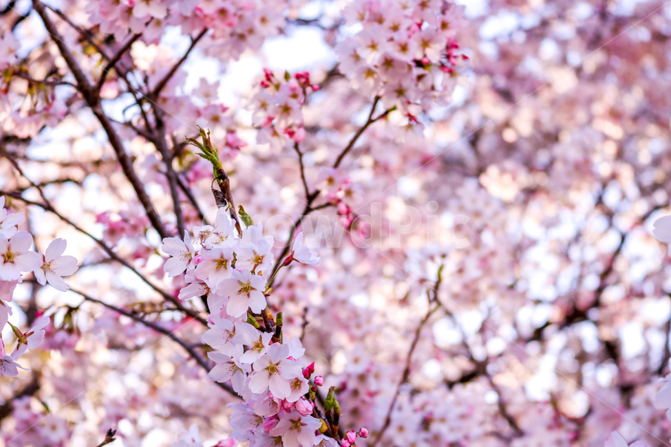 벚꽃,꽃,봄,핑크,나무,벚나무,봄,계절,spring,season,식물,자연,plants,nature,꽃,flower,plant,blossom