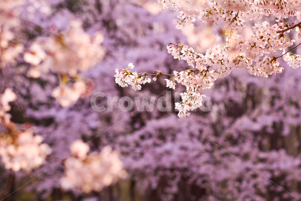 벚꽃,봄,꽃,cherryblossom,핑크,pink,white,flower