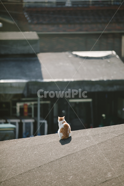 stray cat,cat,animal,back,cute