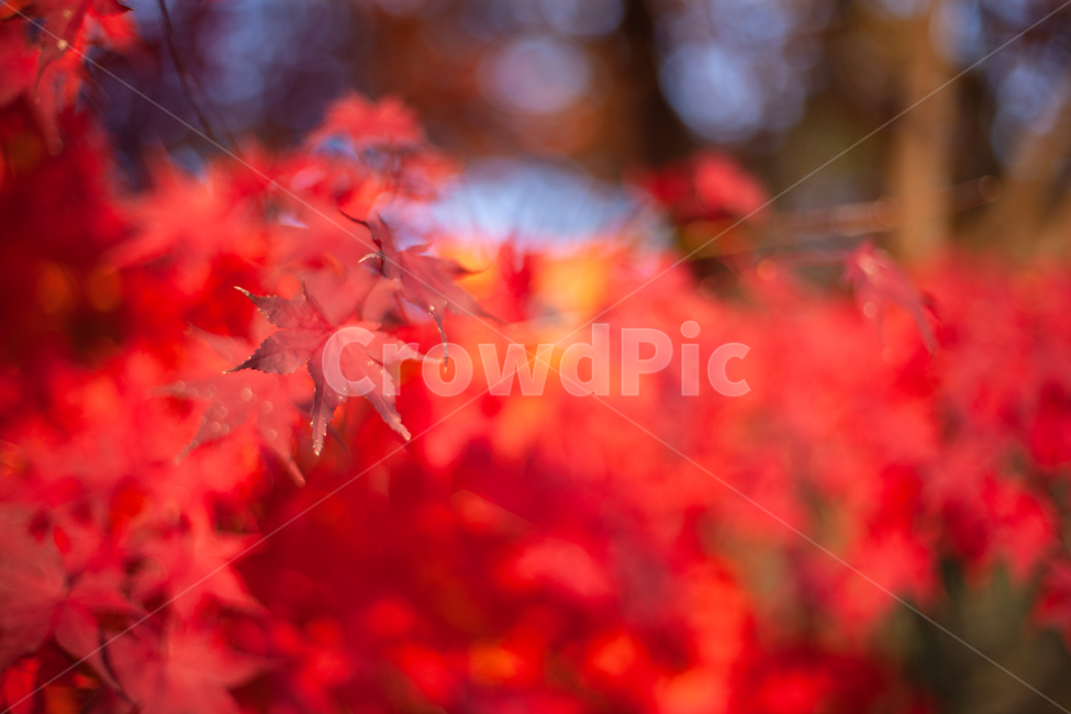 단풍,가을,maple,단풍나무,autumn,fall,가을,계절,fall,autumn,season,leaf,잎,plant,식물,tree,나무
