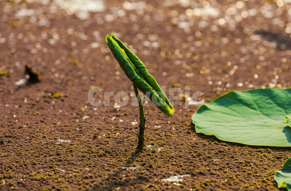 연,습지,관곡지,연잎,자연,식물,식물,자연,plants,nature