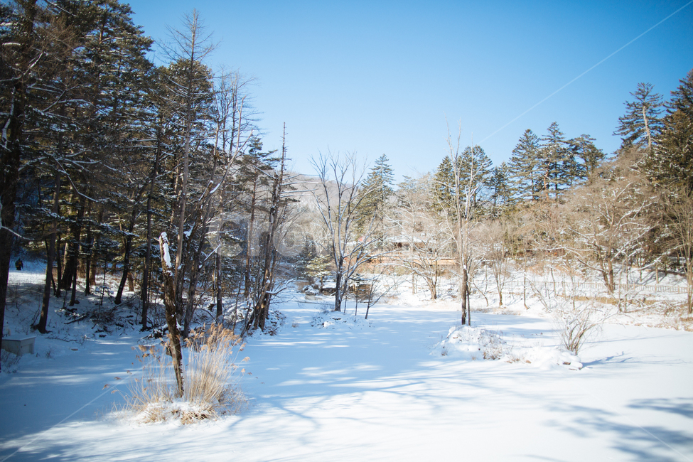 겨울,눈,스냅,감성,풍경,겨울,계절,winter,season,자연,풍경,nature,landscape,tree,나무,plant,식물,fir,전나무