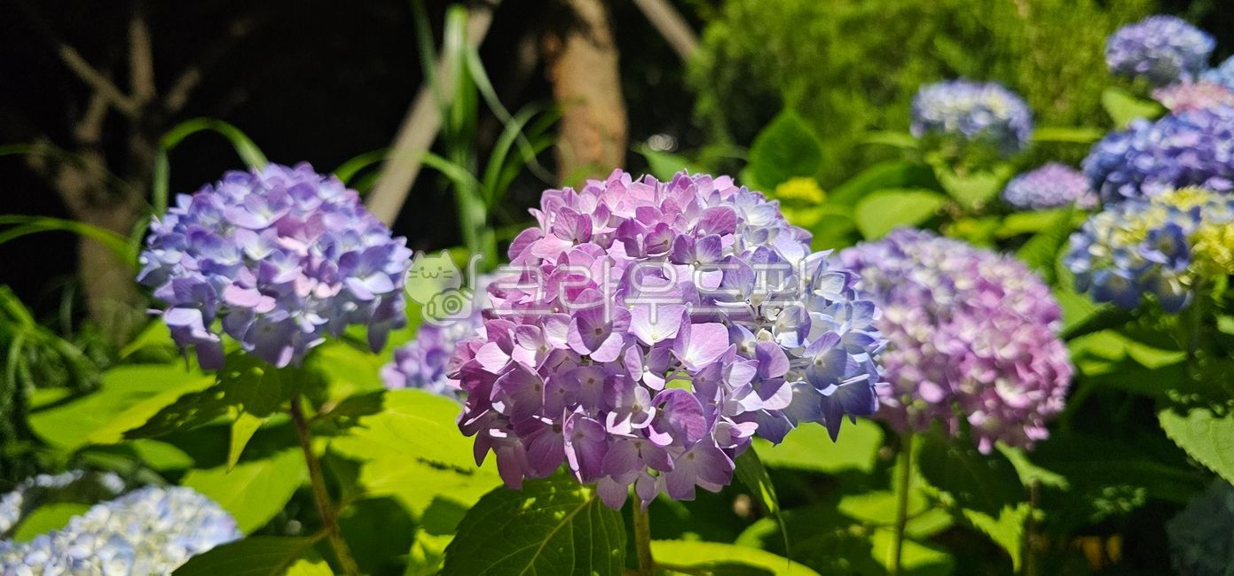 Purple flower,hydrangea,violet flower,plant,summer,summer flower,hydrangea tree