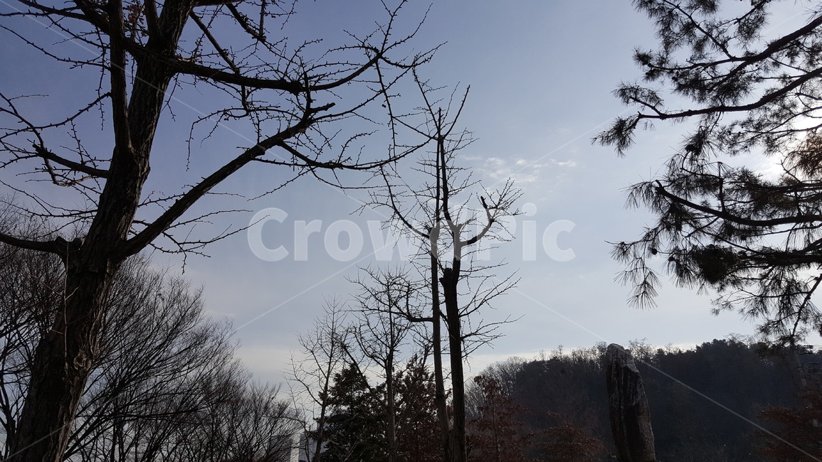 공원,조경,나무,풍경,자연,공원풍경,겨울공원,겨울나무,겨울,계절,winter,season,자연,풍경,nature,landscape,tree,plant,식물,tree trunk,나무 줄기
