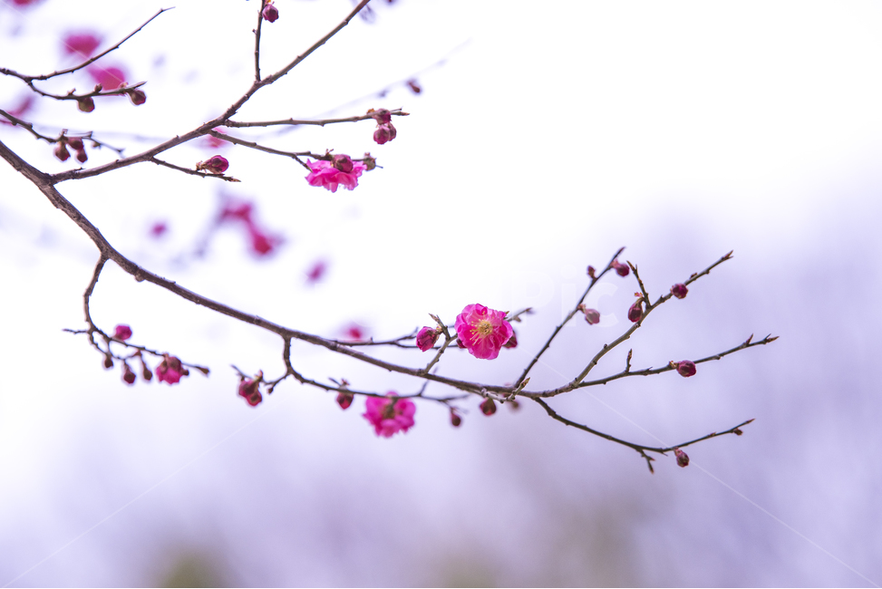 홍매화,매화,꽃,봄꽃,식물,식물,자연,plants,nature,꽃,flower