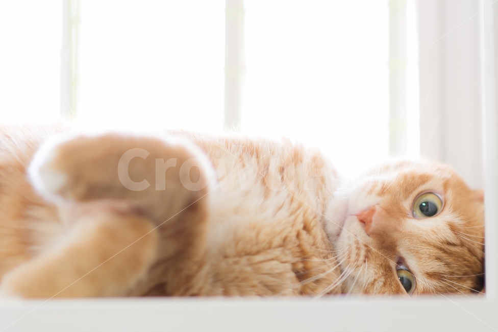 고양이,치즈,노란색,반려묘,반려동물,털,노란,시선,아웃포커싱,동물,치즈태비,동물,animal,포유류,mammal,고양이,cat,kitten,kitty