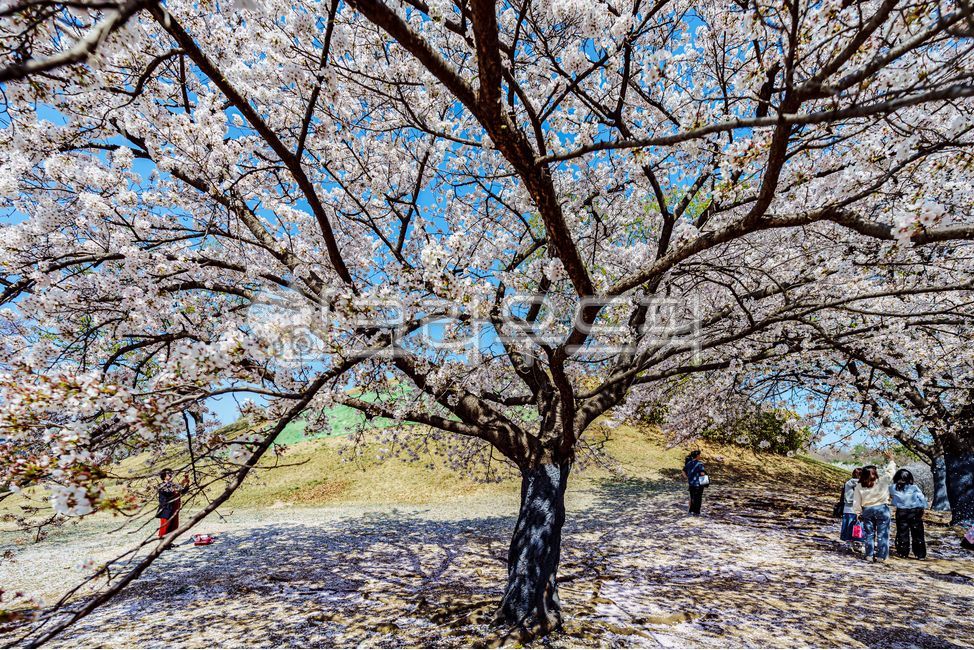 벚꽃, cherryblossoms, 플라워, flower, 4월, 사진,이미지,일러스트,캘리그라피 - 드래곤볼작가