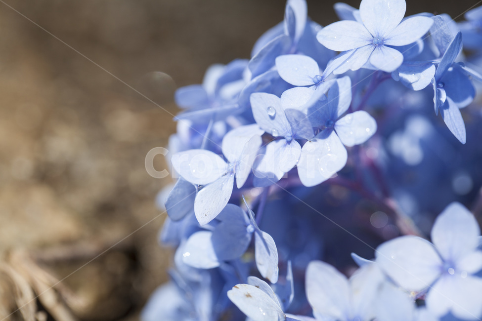 수국,봄꽃,파란수국,수목원,자연,배경,꽃,flower,식물,자연,plants,nature,꽃,flower,색깔,색상,색채,색감,color sense,color sensitivity,feeling of color