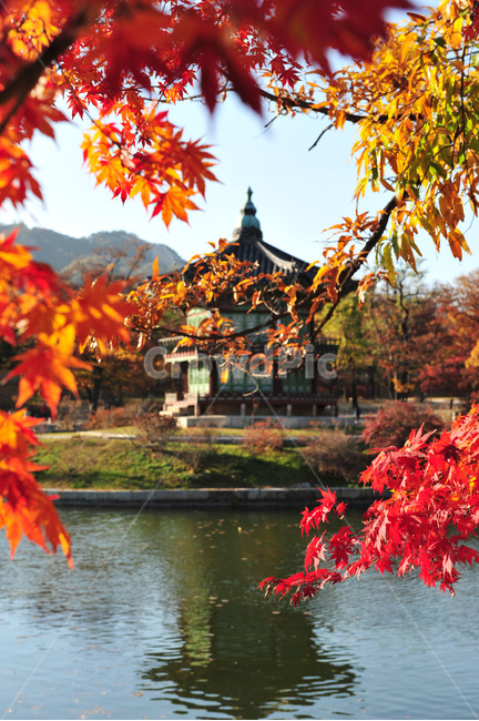 필름사진,향원정,경복궁,단풍,가을,가을,계절,fall,autumn,season,한국전통,한국문화,korean traditional,korean culture,leaf,잎,plant,식물,tree,나무,maple,maple leaf,단풍잎