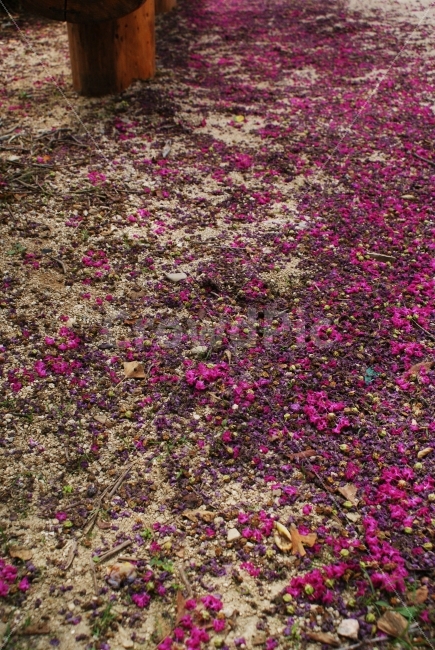 꽃,식물,화우,꽃비,산사,여름,자연,풍경,nature,landscape,ground,바닥