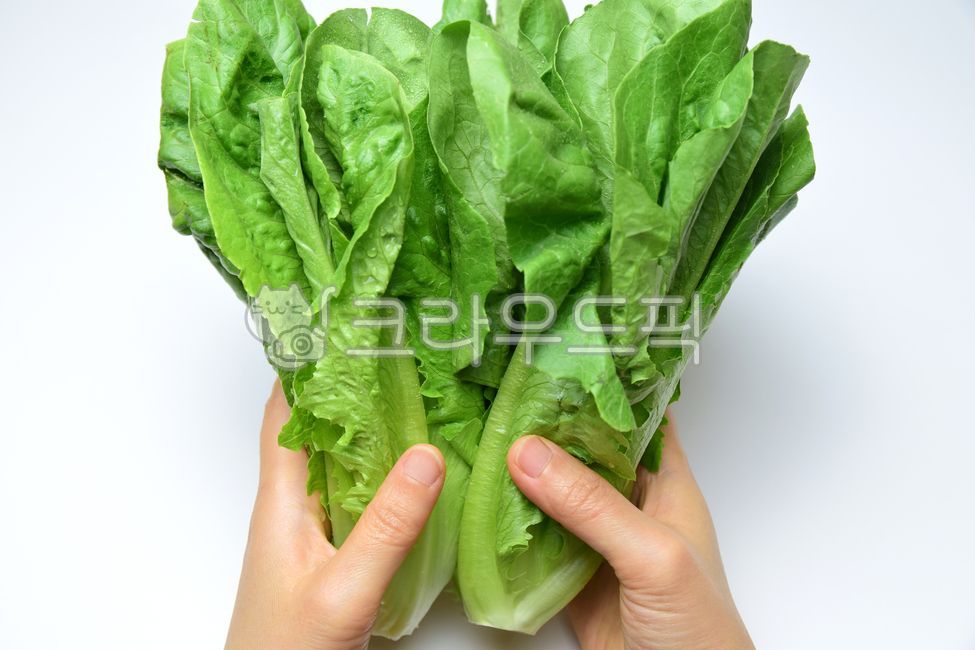 로메인,상추,로메인상추,흰색배경,야채,채소,초록색,그린,식재료,잎,손,여자,여성,핸드,hand,woman,hands,lettuce,vegetables,foodreserves,green,음식,식재료,요리,food,cook,meal,dishes,food reserves,채소,야채,vegetables