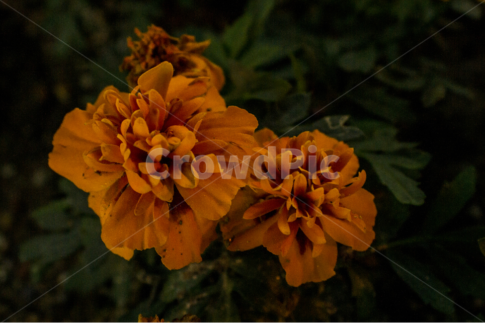 야경,꽃,조명,접사,식물,식물,자연,plants,nature,꽃,flower