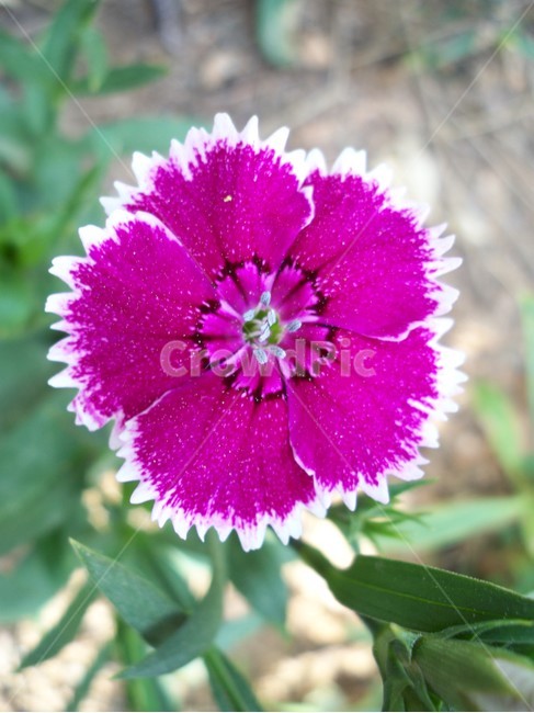 꽃,flower,야생화,패랭이,패랭이꽃,식물,자연,plants,nature,꽃,flower