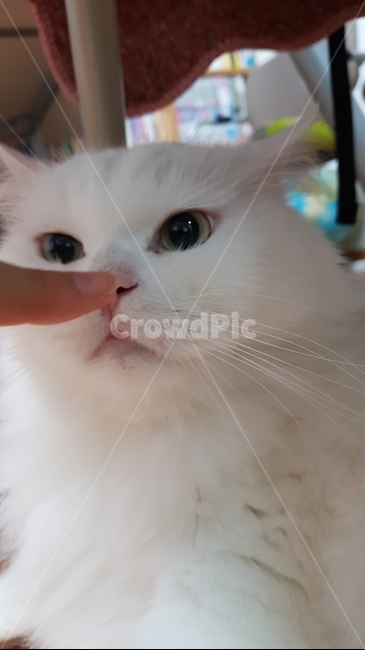 cat,고양이,pet,애완동물,animal,동물,mammal,코,nose
