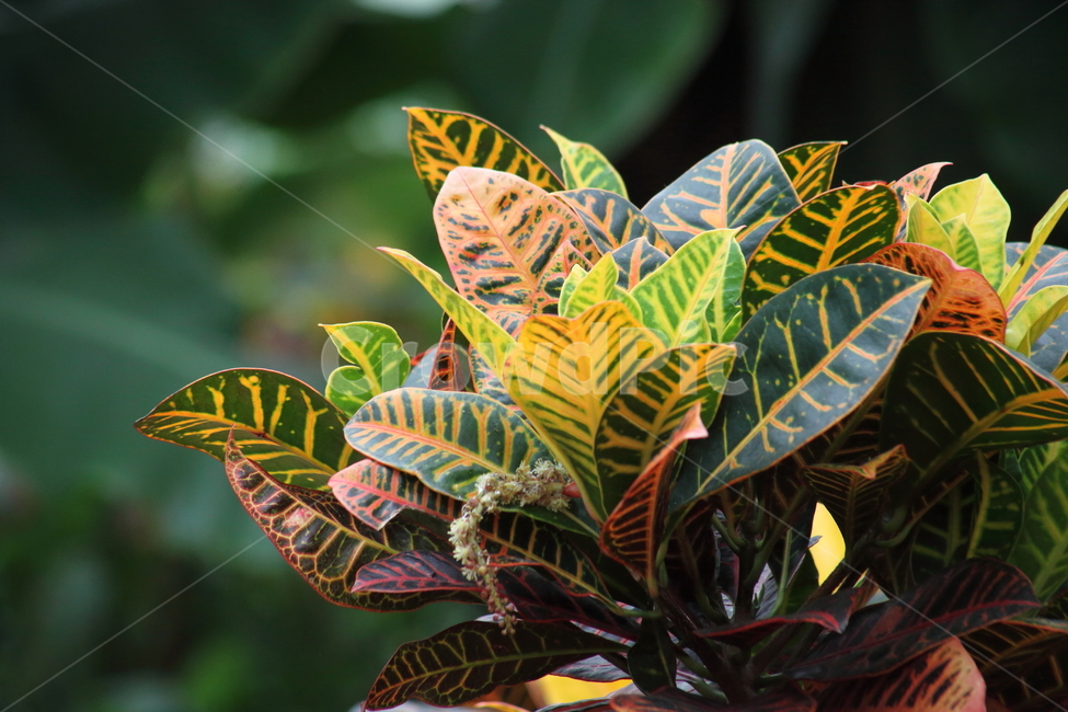 크로톤,꽃,공기정화식물,croton,josephscoat