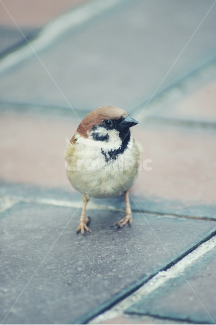 참새,새,bird,sparrow,조류,동물,animal,조류,새,birds