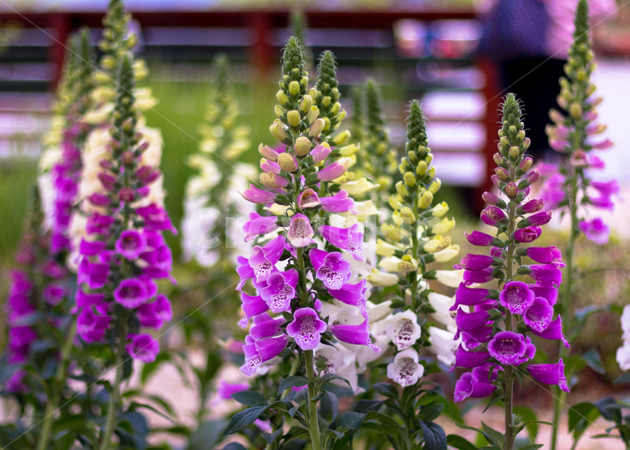 꽃,보라색꽃,flower,보라색,꽃밭