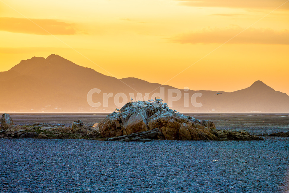 영종도,썰물,갯벌,낙조,석양,환경,무늬,문양,철새,자연,풍경,nature,landscape,한국자연풍경,한국자연경관,korea nature landscape,동물,animal,조류,새,birds,outdoors,옥외,land,땅,shoreline,해안선,water,물,ocean,대양,sea,바다,coast,연안,island,섬
