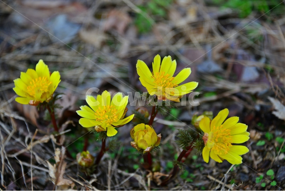plant,식물,flower,blossom,꽃,야생화,복수초,봄꽃,노랑꽃,봄,계절,봄전령사