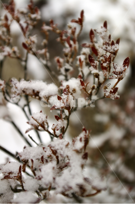 겨울,눈,나뭇가지,나무,식물,겨울,계절,winter,season