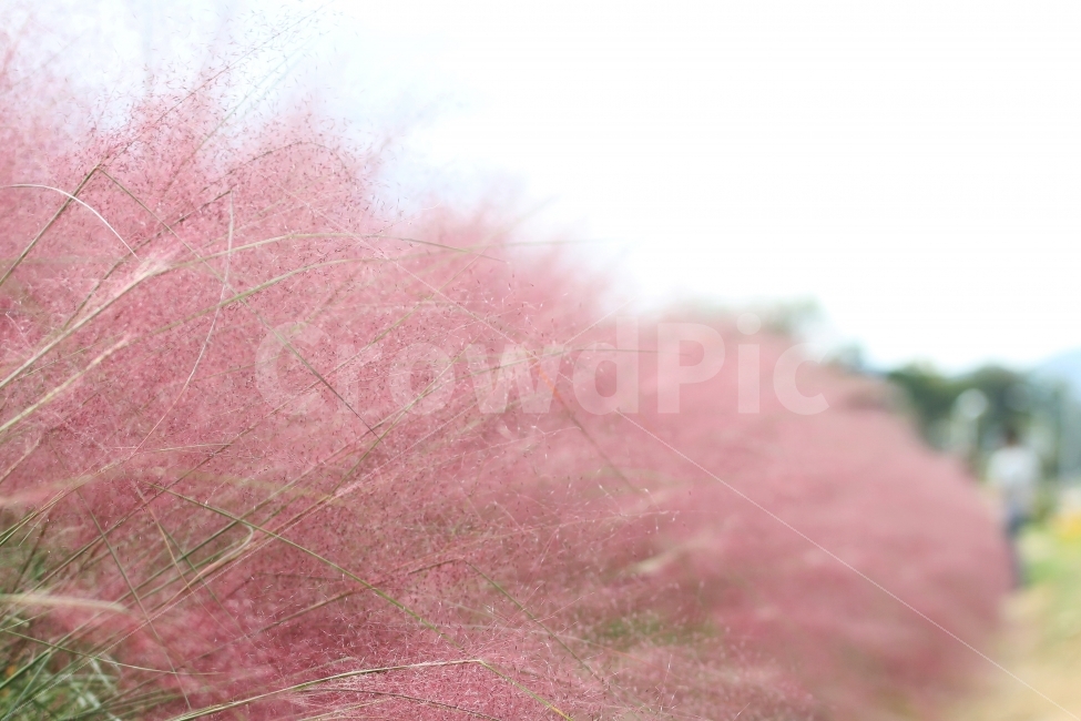 식물사진,핑크뮬리,분홍억새사진,자연,감성사진,가을사진,가을,계절,fall,autumn,season,식물,자연,plants,nature,plant,tree,나무