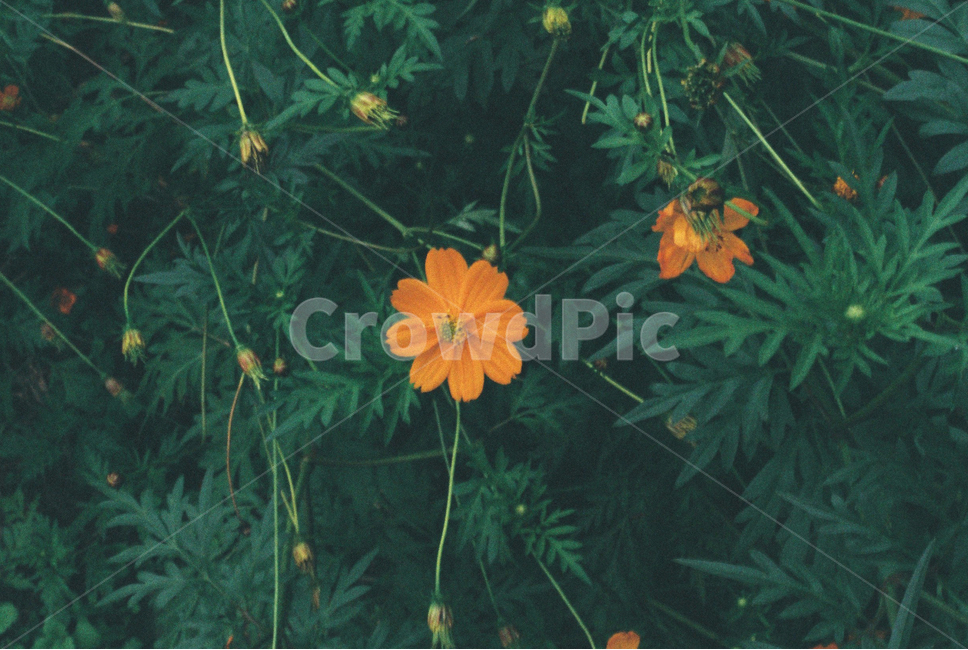 가을,코스모스,꽃,필름사진,계절,식물,자연,fall,plant,nature,autumn,season,film,가을,계절,fall,autumn,season,식물,자연,plants,nature,꽃,flower,leaf,잎,jar,항아리,potted plant,화분,pottery,도기류,vase,병 장식