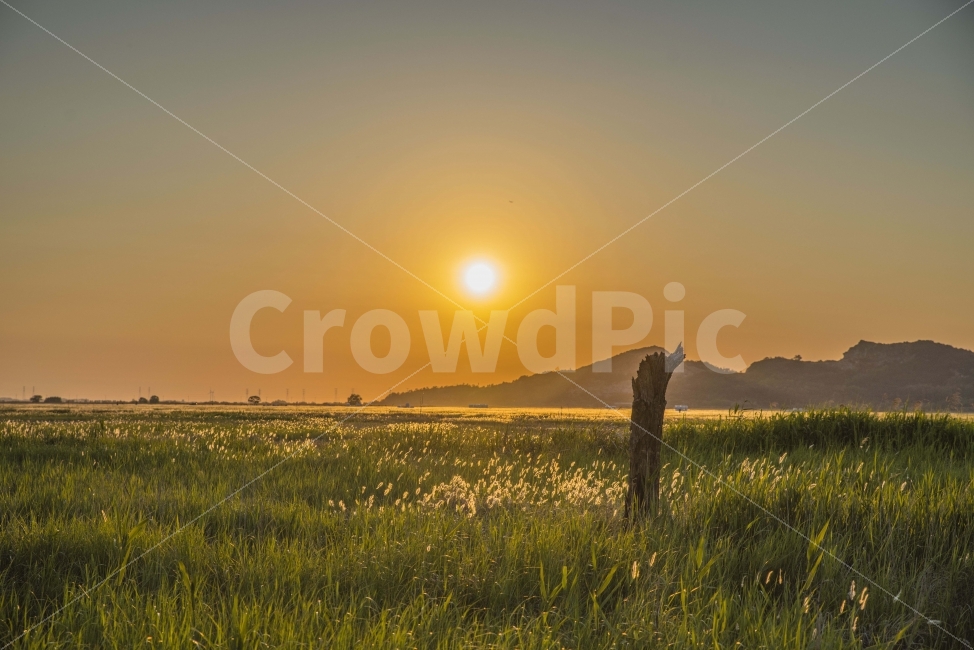 풍경,노을,저녁,수섬,출사,나무,자연,풍경,nature,landscape,휴식,힐링,rest,relaxation,healing,outdoors,옥외,grassland,목초지,field,들,meadow,farm,농장,rural,농촌