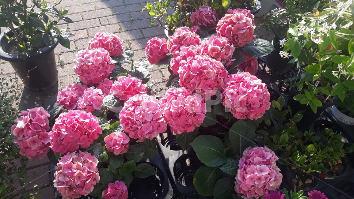 flower,plant,식물,blossom,꽃,수국,식물,자연,plants,nature,꽃,flower