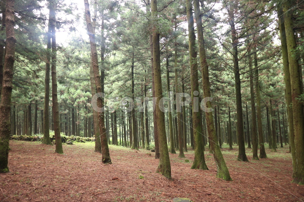 숲,나무,숲속,숲길,자연,휴양림,제주도,제주도숲,제주도숲길,제주도숲속,제주도휴양림,피톤치드,제주도자연