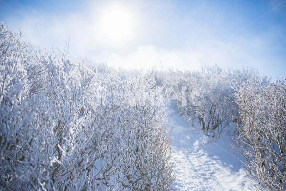 덕유산,설경,일출,상고대,눈꽃,겨울,계절,winter,season,자연,풍경,nature,landscape,outdoors,옥외
