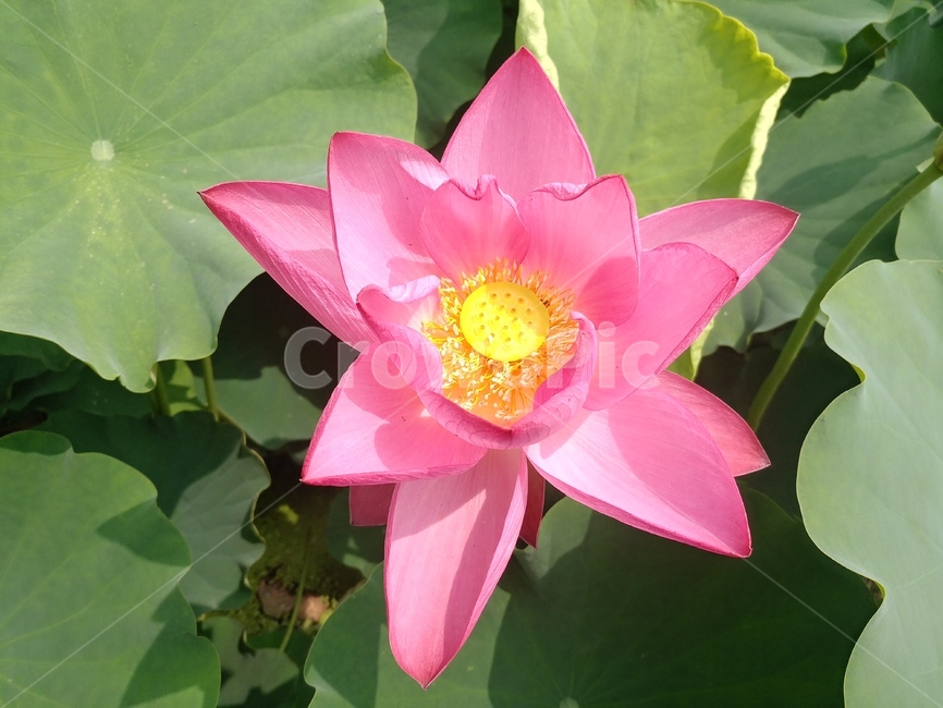 연꽃,꽃,관곡지,식물,흰색,분홍,flower,plant,blossom,식물,자연,plants,nature,꽃,flower