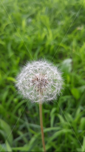 하늘,구름,나무,씨앗,민들레,식물,자연,plants,nature,꽃,flower