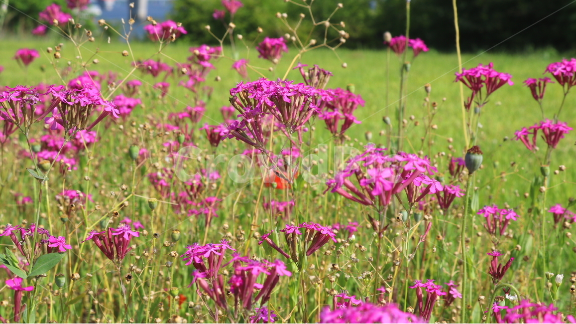 꽃,끈끈이대나물,식물,석죽과,자연,끈끈이대나물꽃,야생화,식물,자연,plants,nature,꽃,flower