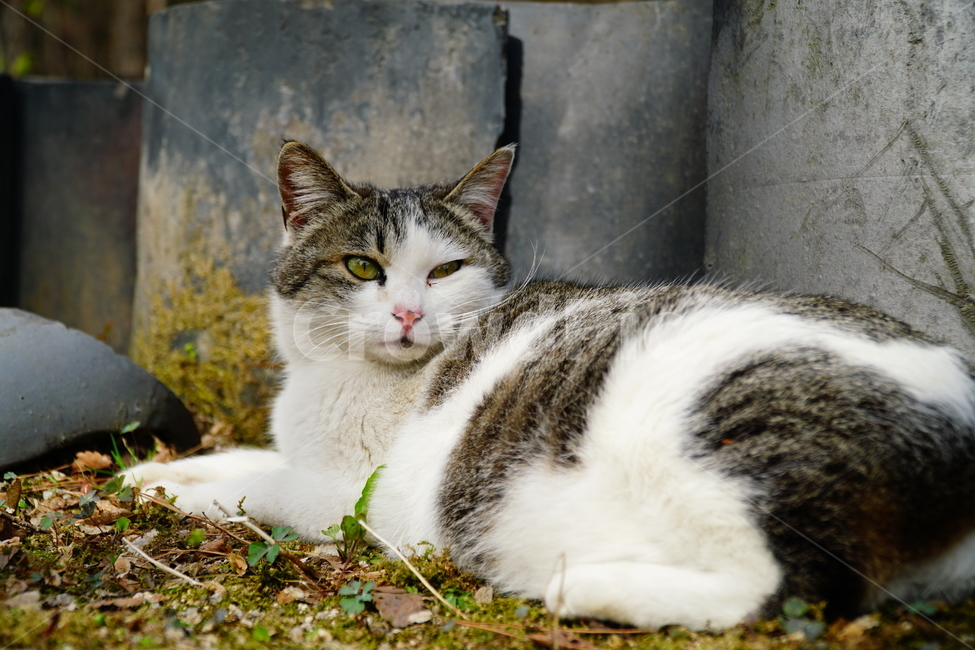 고양이,길고양이,동물,포유류,cat,animal,야옹,냐옹,야옹이,냐옹이,삼색고양이,4월,봄,april,spring,풍경,landscape,alleycat,짐승,식물,꽃밭,화단,동물,animal,포유류,mammal,고양이,cat,kitten,kitty