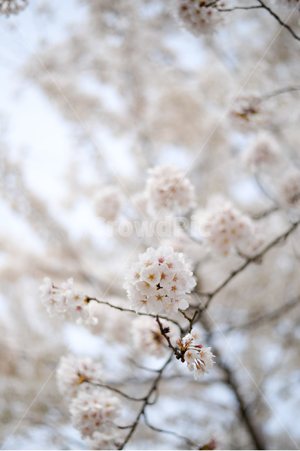 nature,자연,풍경,옥외,outdoors,벚꽃,꽃,cherryblossoms,식물,자연,plants,nature,꽃,flower