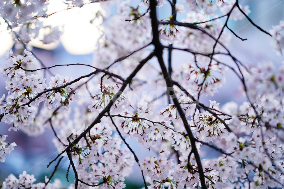 꽃,나무,벚꽃,flower,식물,blossom