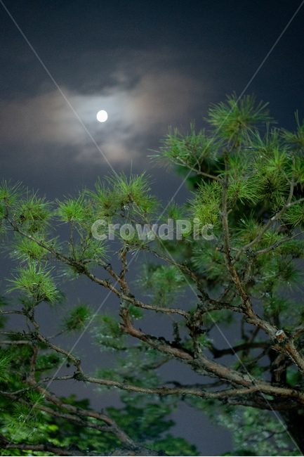 달,구름,소나무,야경,감성,새벽,감정,밤,midnight,pinetree,전통적,traditional,보름달,oriental,동양적,야경,밤,풍경,nightscape,night,landscape,plant,식물,tree,나무
